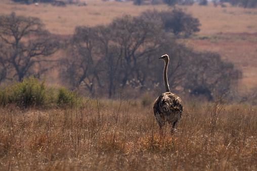 A wild female ostrich volstruis in the bush veld field with its head out stretched looking for predators while grazing for food in the dead grass on fathersday in a nature reserve in South Africa