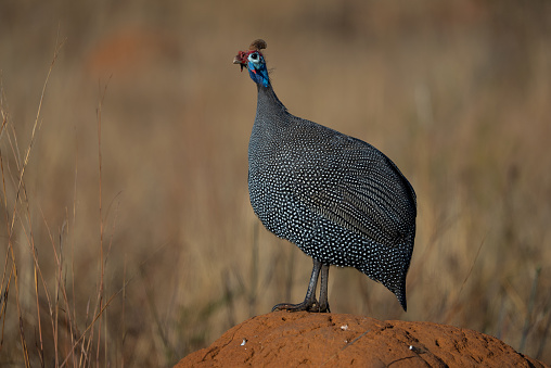 A wild Spotted guinea fowl standing perched on a an ants nest heap in an open field looking for predators calling for the others. taken during the winter moths on Fathers day during a safari drive