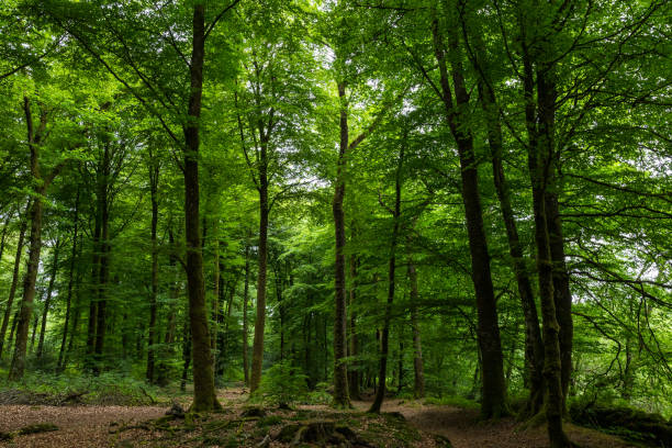 istock Andaine Forest in springtime on a cloudy day 1403865863