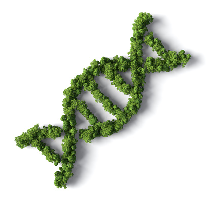DNA 3D symbol made from the forest isolated on white