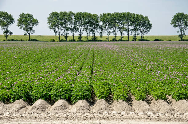 Landscape on the island of Goeree-Overflakkee in the Netherlands with a field of tomatoes and a dike lined with trees
