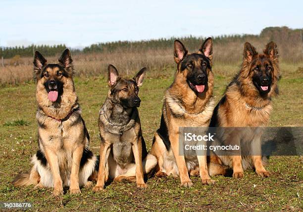 Quattro Tedesco Shepherds - Fotografie stock e altre immagini di Aggressione - Aggressione, Allerta, Amicizia