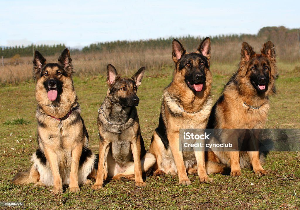 Czterech niemieckich shepherds - Zbiór zdjęć royalty-free (Agresja)