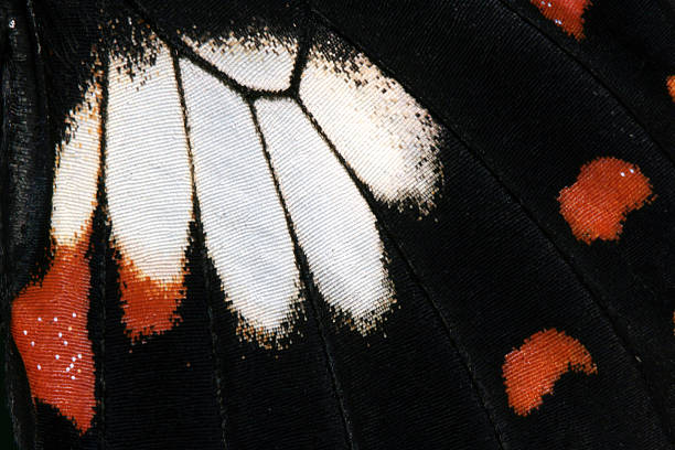 istock Wing Detail - Ambrax Butterfly, Australia 140386874
