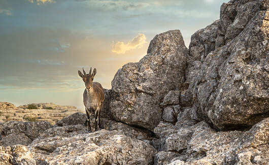 Mountain goat on a cliff in the Torcal Natural Park, Spain.