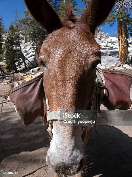 Foto de Mule Siga Para Closeup Com Malas e mais fotos de stock de Animal - Animal, Animal Treinado, Arreio