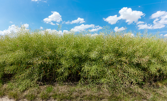 on blue cloud sky panorama background