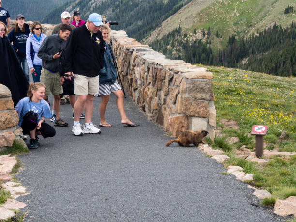 visitantes en el mirador en trail ridge road mirando a la marmota - rocky mountian fotografías e imágenes de stock