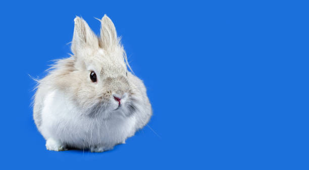 istock Decorative Domestic Rabbit Sits  on a Blue Background. Adorable Little Bunny Looks Around. Healthy Animals and Pets Concept. Easter Holidays 1403869879