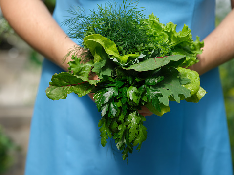A woman holding freshly harvested herbs in her hands. Close up.