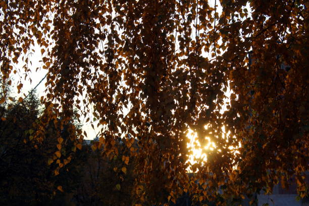 夕焼け時に黄色い葉を持つ秋の木。 - autumn leaf flash ストックフォトと画像