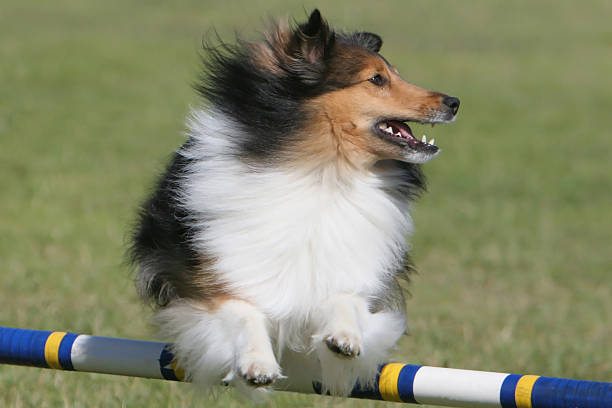 Sheltie-Cão Pastor de Shetland agilidade salto - foto de acervo