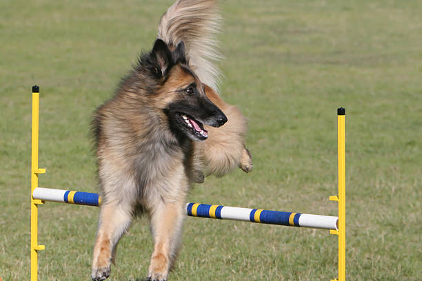 Tervuren belga passar mais de cachorro agilidade salto. - foto de acervo