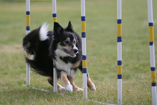 Collie Border manoeuvering cachorro agilidade contar postes. - foto de acervo