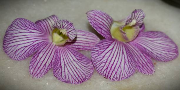 Orchidee Great orchid phalaenopsis orchidee stock pictures, royalty-free photos & images