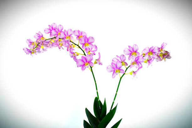 Orchidee Great orchid phalaenopsis orchidee stock pictures, royalty-free photos & images