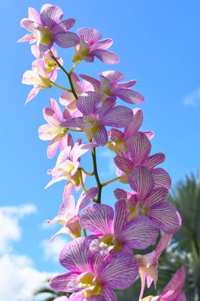 Orchidee Great orchid phalaenopsis orchidee stock pictures, royalty-free photos & images