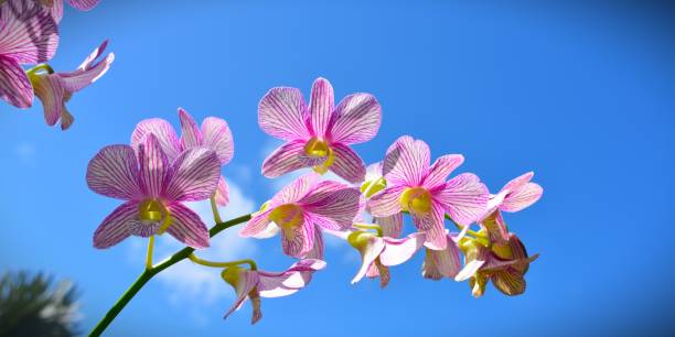 Orchidee Great orchid phalaenopsis orchidee stock pictures, royalty-free photos & images