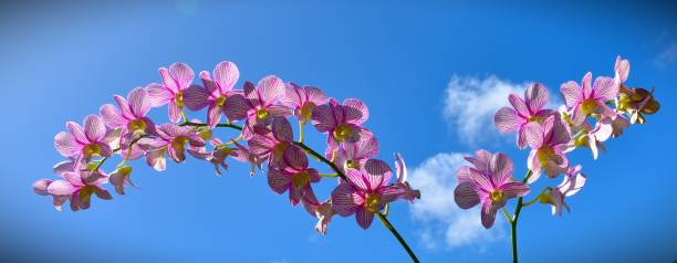 Orchidee Great orchid phalaenopsis orchidee stock pictures, royalty-free photos & images