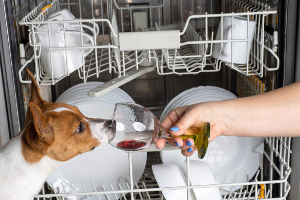 The dog sticks its muzzle into a glass goblet against the backdrop of a dishwasher. The dog sticks its muzzle into a glass goblet against the backdrop of a dishwasher. dog dishwasher stock pictures, royalty-free photos & images