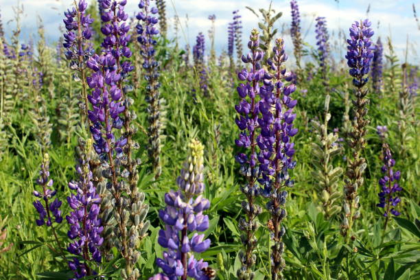 istock Background from wild lupine flowers. 1403871347