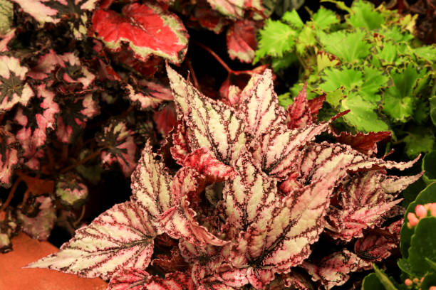 istock Colorful Begonia Rex in the garden 1403872101