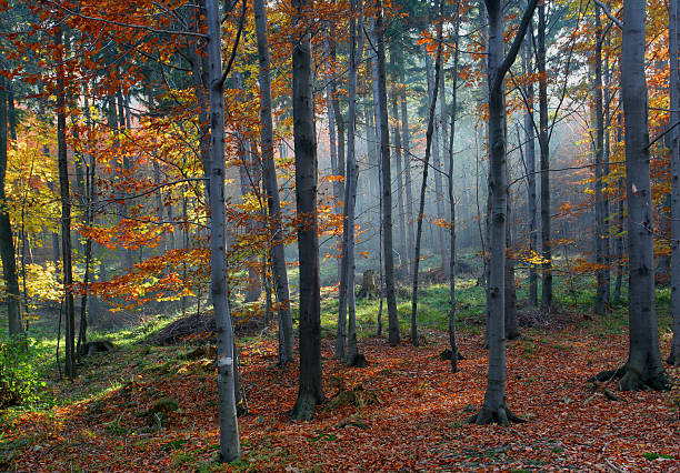 istock autumn in the forest 140387279