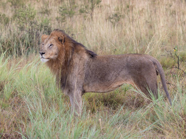 istock Male lion with bit mane standing in grass 1403873105