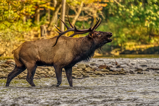 Bull Elk Bugling in River in Autumn