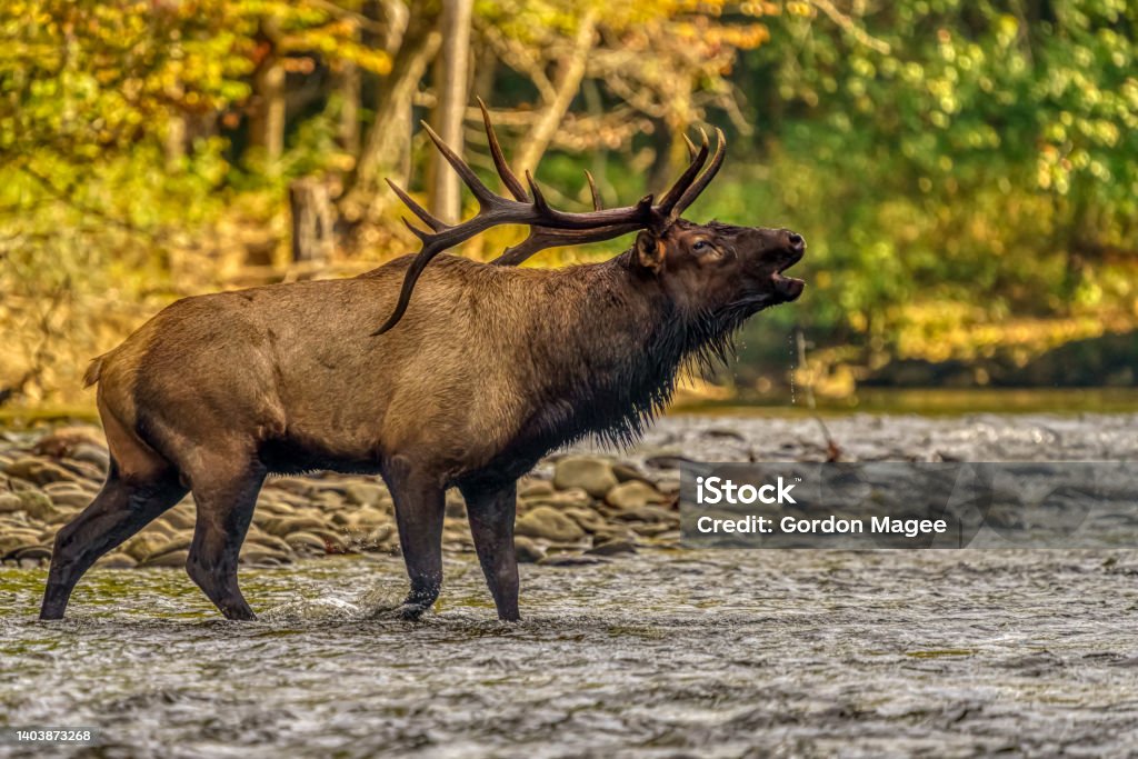 Bull Elk Bugling in River in Autumn Elk Stock Photo