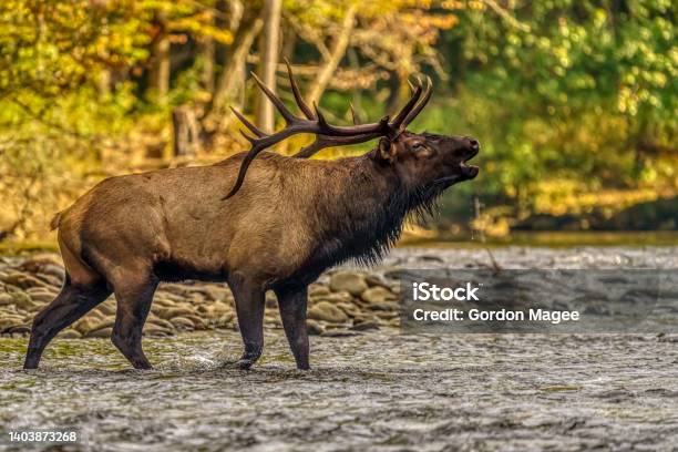 Bull Elk Bugling In River In Autumn Stock Photo - Download Image Now - Elk, Bugling, Animal