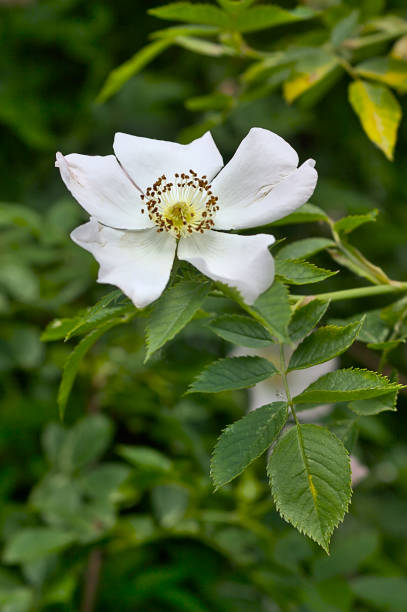 istock a fading white rosehip flower 1403873286