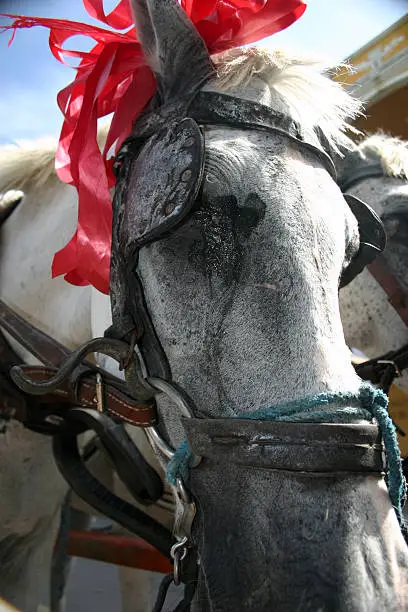 Skinny white carthorse in Granada, Nicaragua, with red bow over ear and oozing eye.