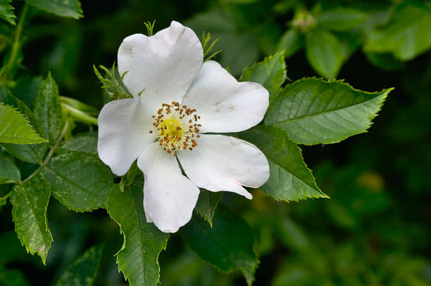 istock a fading white rosehip flower 1403873666