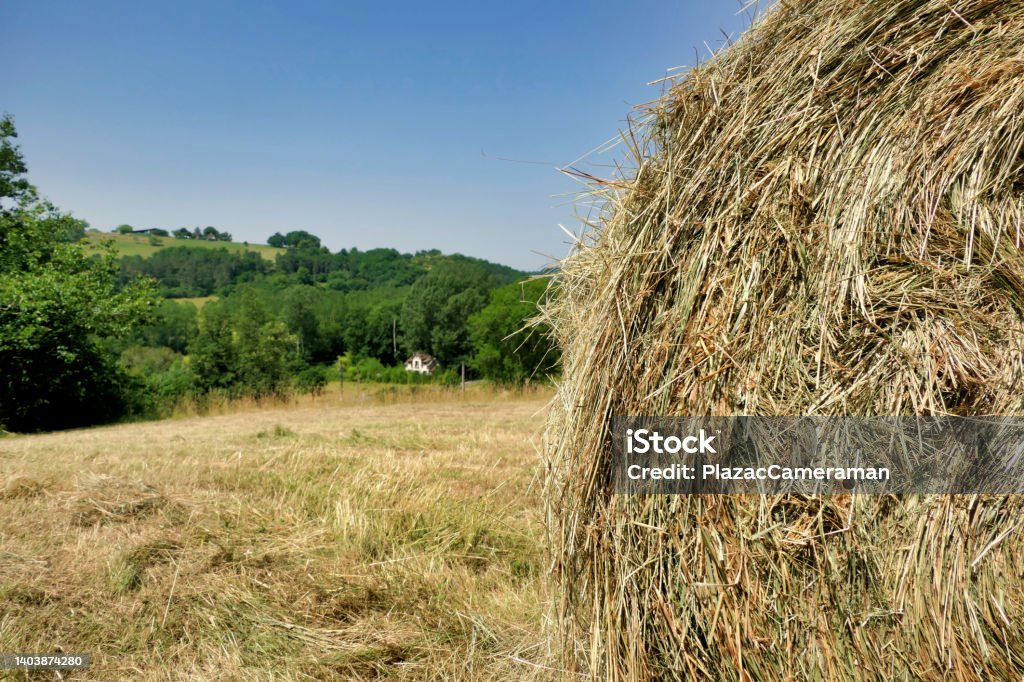 View from a Hay Bale Close up of a round hay bale freshly ejected from a hay baler Hay Baler Stock Photo