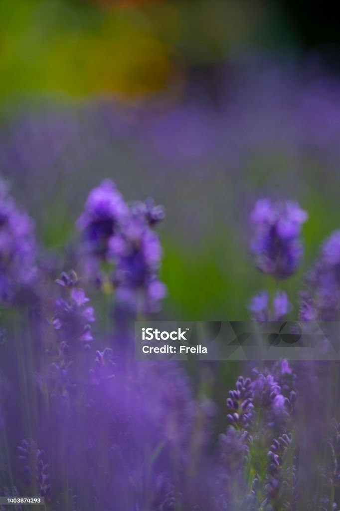 vibrent  lavender background artistic vibrent blurred background of lavender in flower for use for graphic resources copy space and cloth containing only the colours of purple and green Abstract Stock Photo
