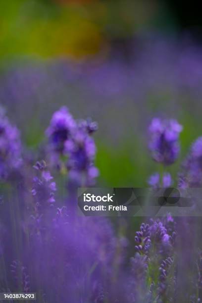 Vibrent Lavender Background Stock Photo - Download Image Now - Abstract, Aromatherapy, Backgrounds