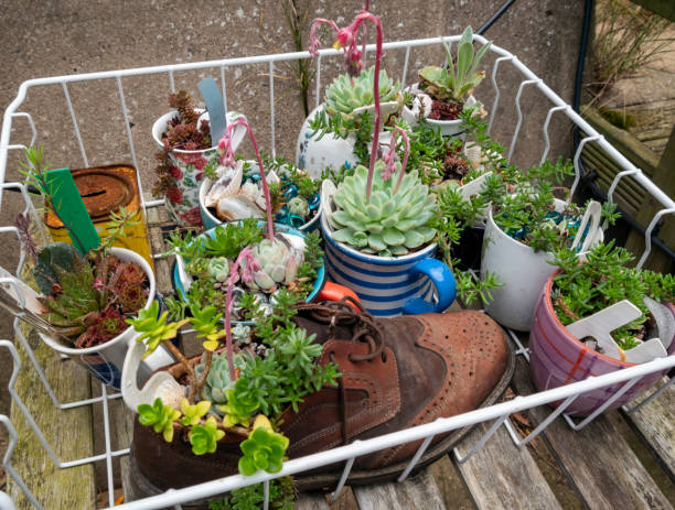 A crate of succulent plants growing in various imaginative receptacles (including an old shoe!), for sale outside a cafe. (Suffolk, Eastern England.)