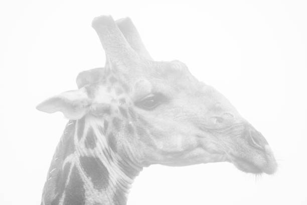 istock Giraffe portrait in fog black and white 1403874527
