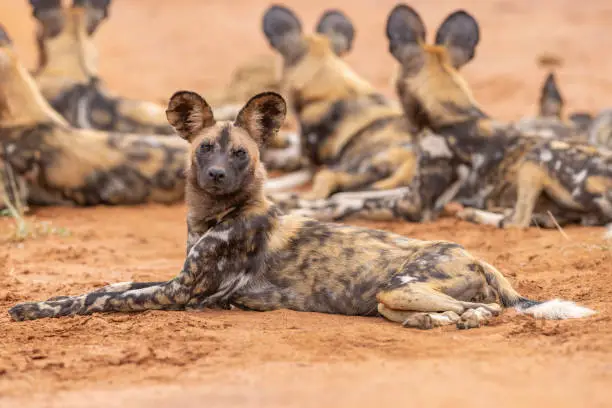 Pack of African Wild Dogs in the morning light