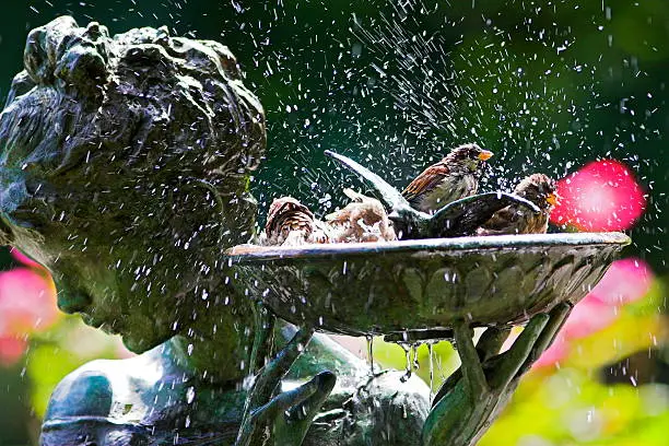 Sparrows playing and washing in nbird bath