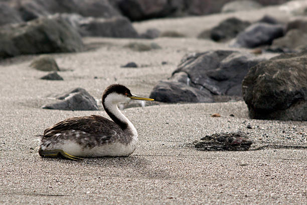 western grebe am strand - sand dune beach sea sand stock-fotos und bilder