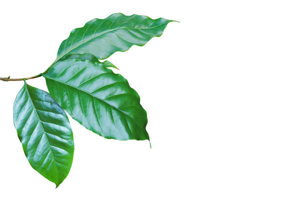 Coffee Green Leaves Isolated on White Background with Clipping Path