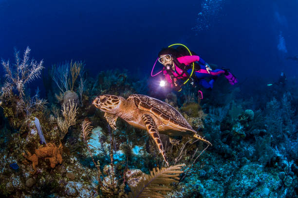scuba: cayman trip 2014 - mature woman having fish bildbanksfoton och bilder