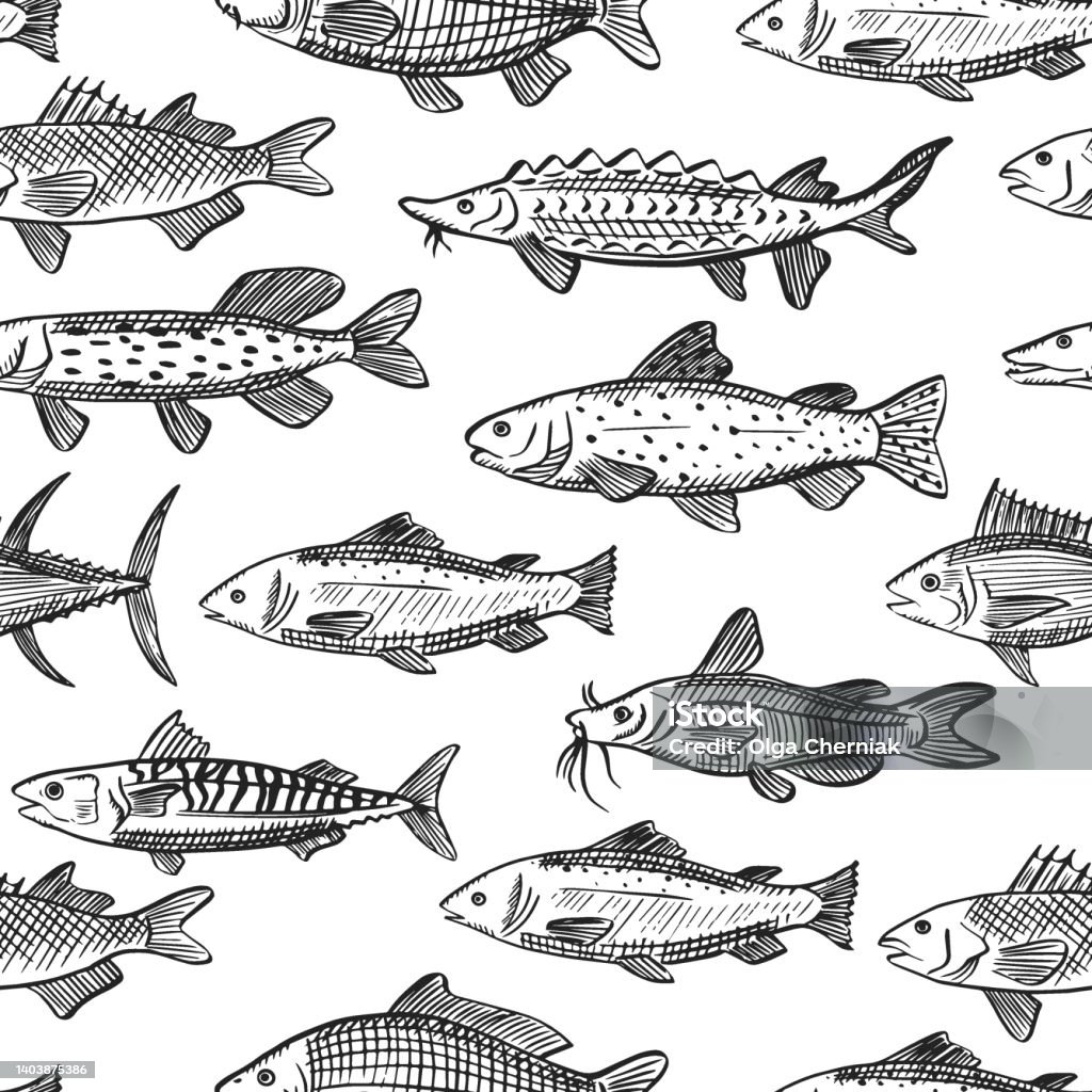 Plan Fish Vector Seamless Vector Pattern With Sketch Illustrations Of Various Sea Fish ...