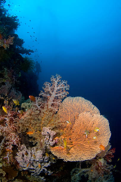 istock Gorgonia coral Philippines 140387559