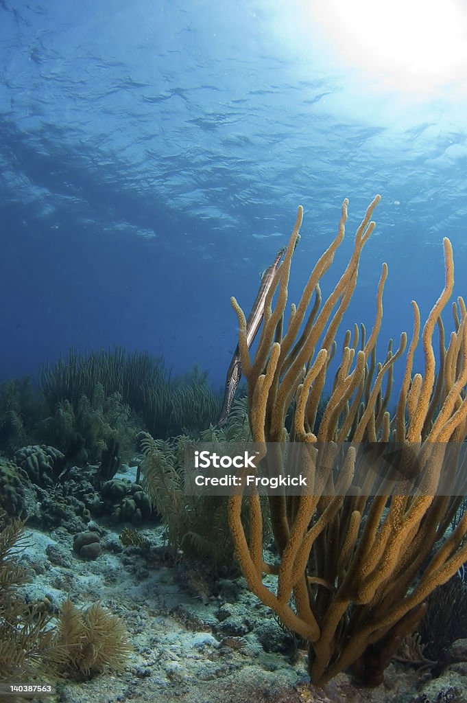 Caraíbas coral macio - Royalty-free Amarelo Foto de stock