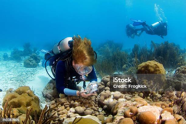 Frau Taucher Fotografieren Der Reef Stockfoto und mehr Bilder von Sporttauchen - Sporttauchen, Bonaire, Meer