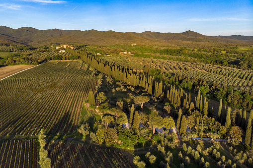 Drone view of Bolgheri at sunset