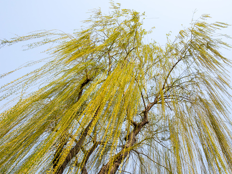 Willow tree with new green leaves